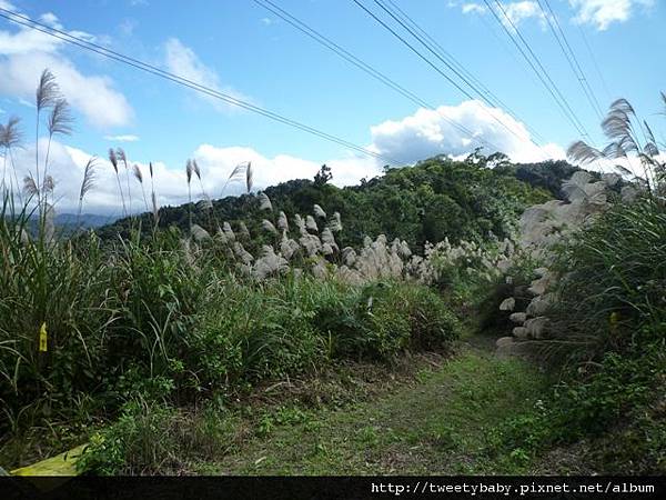 風露嘴山.獵狸尖 113.JPG