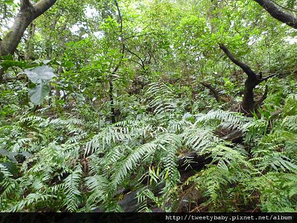 尖山.尖山東南峰.尖山東北峰 089.JPG
