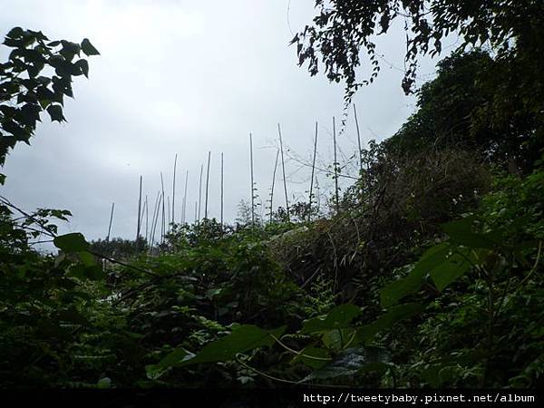 尖山.尖山東南峰.尖山東北峰 090.JPG