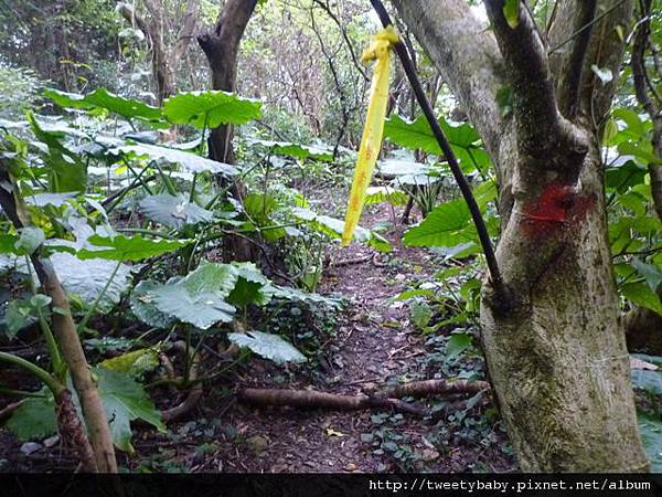 光武山.稻香山.貴子坑山.法蘭克 046.JPG