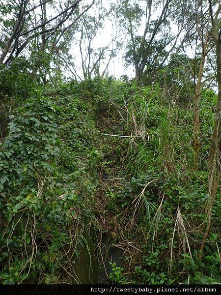 光武山.稻香山.貴子坑山.法蘭克 130.JPG