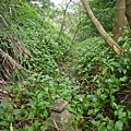 光武山.稻香山.貴子坑山.法蘭克 164.JPG