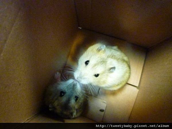 柑子坑山 098.JPG