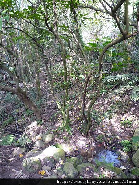 稻香山.忠義山.國華高爾夫球場東小坪頂山未遇.北二線不知名登山路.淡水高爾夫球場砲台埔 123