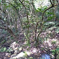 稻香山.忠義山.國華高爾夫球場東小坪頂山未遇.北二線不知名登山路.淡水高爾夫球場砲台埔 123