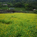 樟樹步道魯冰花.市53、市426未遇.一禮莊園101 088