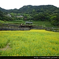 樟樹步道魯冰花.市53、市426未遇.一禮莊園101 095