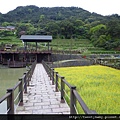 樟樹步道魯冰花.市53、市426未遇.一禮莊園101 098