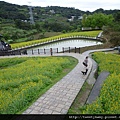 樟樹步道魯冰花.市53、市426未遇.一禮莊園101 111