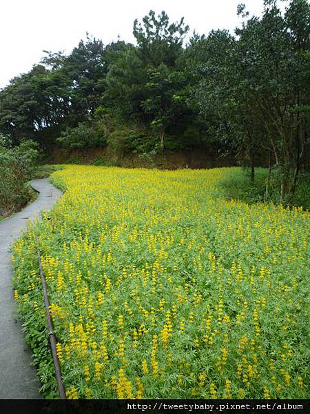 樟樹步道魯冰花.市53、市426未遇.一禮莊園101 114