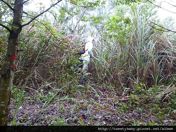 白匏子嶺.大埔山 045