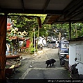 龍山洞市503基點.虎山自然步道.三清宮大葉雀榕 021