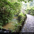 龍山洞市503基點.虎山自然步道.三清宮大葉雀榕 042