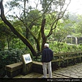 龍山洞市503基點.虎山自然步道.三清宮大葉雀榕 044