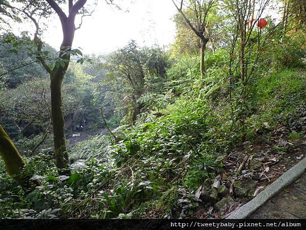 龍山洞市503基點.虎山自然步道.三清宮大葉雀榕 059