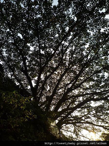 龍山洞市503基點.虎山自然步道.三清宮大葉雀榕 067