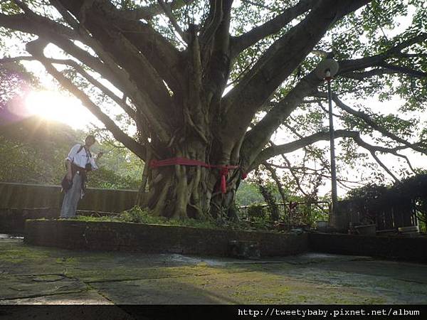 龍山洞市503基點.虎山自然步道.三清宮大葉雀榕 082