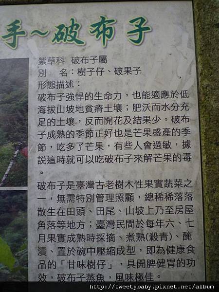 龍山洞市503基點.虎山自然步道.三清宮大葉雀榕 092