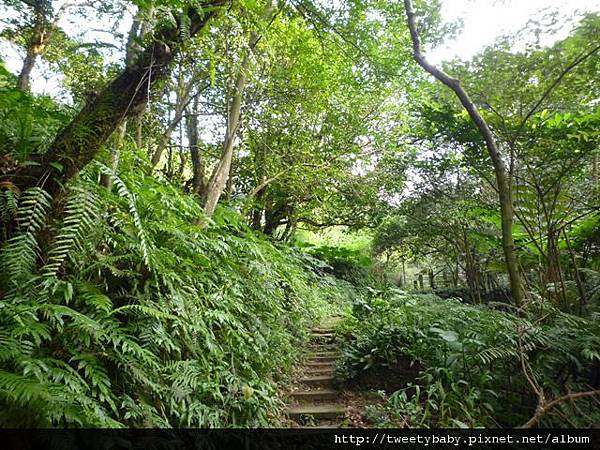 豹山溪步道.豹山 024