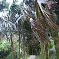 虎山.豹山.獅山.象山.松山煤礦一號坑、二號坑 067