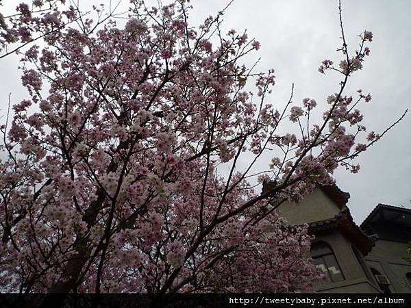 東方寺吉野櫻 005