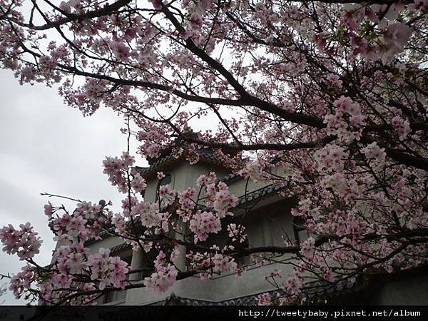 東方寺吉野櫻 026