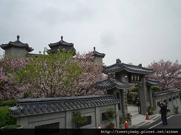 東方寺吉野櫻 047