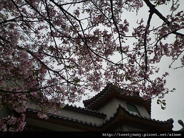 東方寺吉野櫻 076