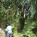 東勢格越嶺古道.臭頭山 187