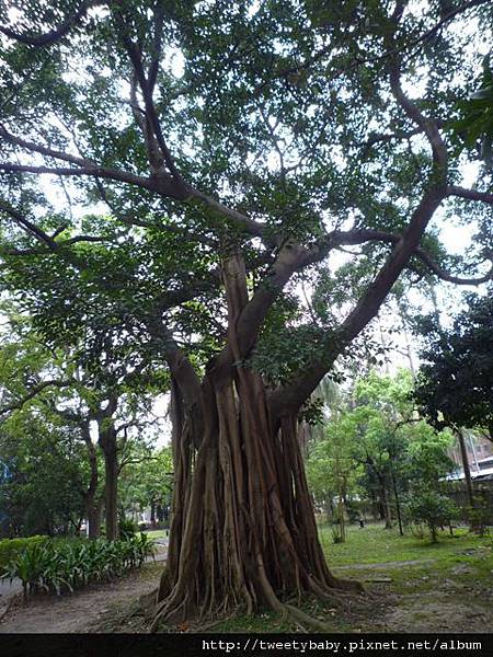 臺大流蘇花 018