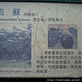 大安森林公園賞流蘇 105