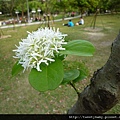 大安森林公園賞流蘇 106