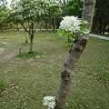 大安森林公園賞流蘇 111