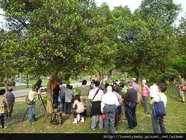 大安森林公園賞流蘇 115