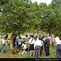 大安森林公園賞流蘇 115