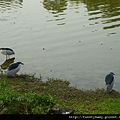 大安森林公園賞流蘇 131