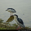 大安森林公園賞流蘇 132