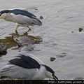 大安森林公園賞流蘇 136