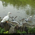 大安森林公園賞流蘇 137