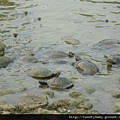 大安森林公園賞流蘇 138