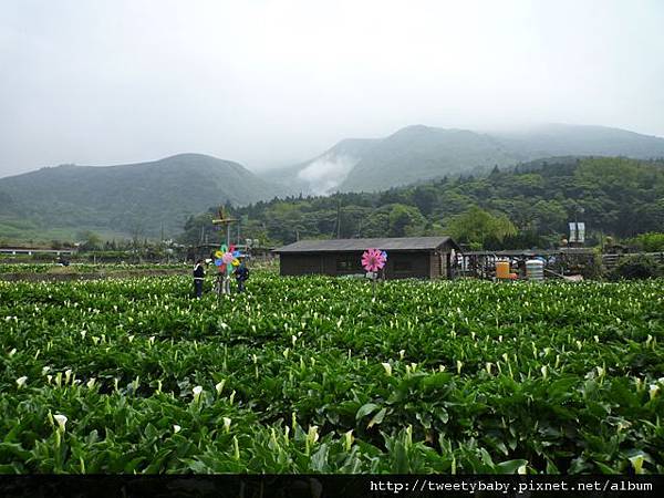 中山地政事務所N802.測量大隊TP01.莊子頂山.竹子湖山.海芋.頂北投大庄山.白雲山未遇 156