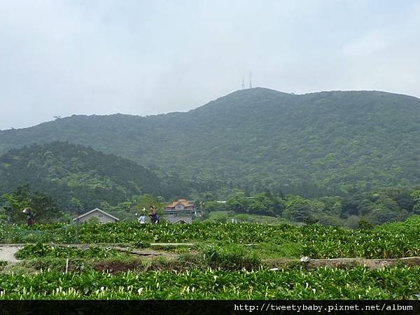 中山地政事務所N802.測量大隊TP01.莊子頂山.竹子湖山.海芋.頂北投大庄山.白雲山未遇 178