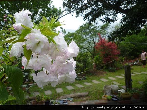 中山地政事務所N802.測量大隊TP01.莊子頂山.竹子湖山.海芋.頂北投大庄山.白雲山未遇 202