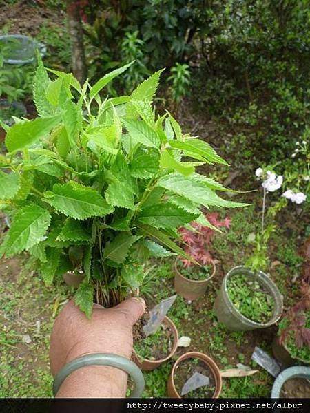 中山地政事務所N802.測量大隊TP01.莊子頂山.竹子湖山.海芋.頂北投大庄山.白雲山未遇 204