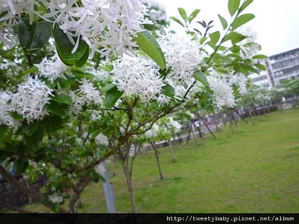 北市市52.市53.地測254.市46未遇.興隆公園流蘇花.來來流鼻涕 122