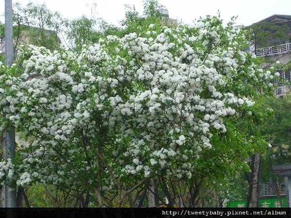 北市市52.市53.地測254.市46未遇.興隆公園流蘇花.來來流鼻涕 132