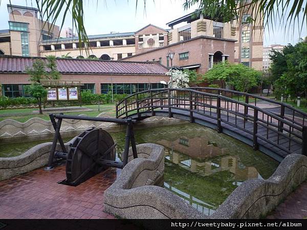 龍門國中流蘇花.鵝角格山.北市市80 002