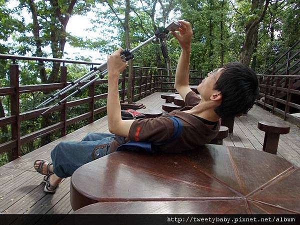 景美山凋零的桐花 004