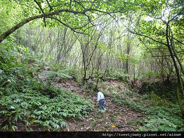 南邦寮山.二格山.北市市51基石 047
