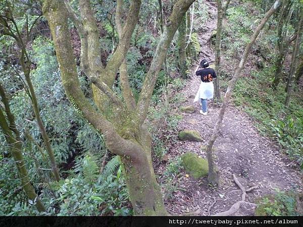 南邦寮山.二格山.北市市51基石 084